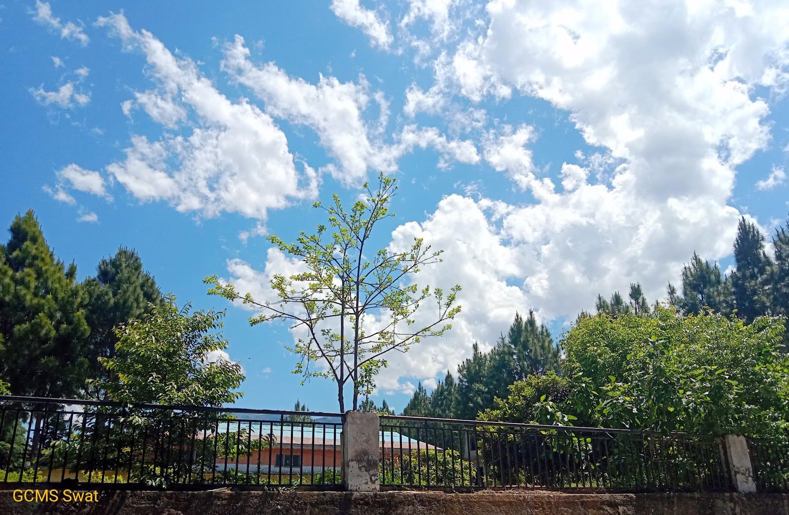 Government College of Management Sciences Sangota Swat photo 3