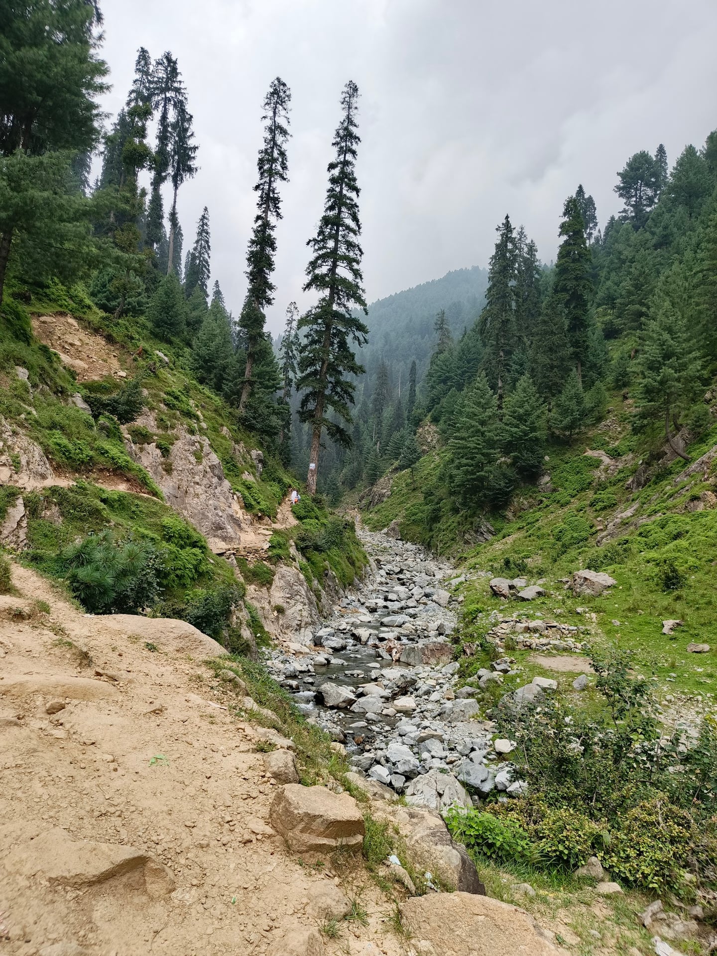 Jarogo Meadows