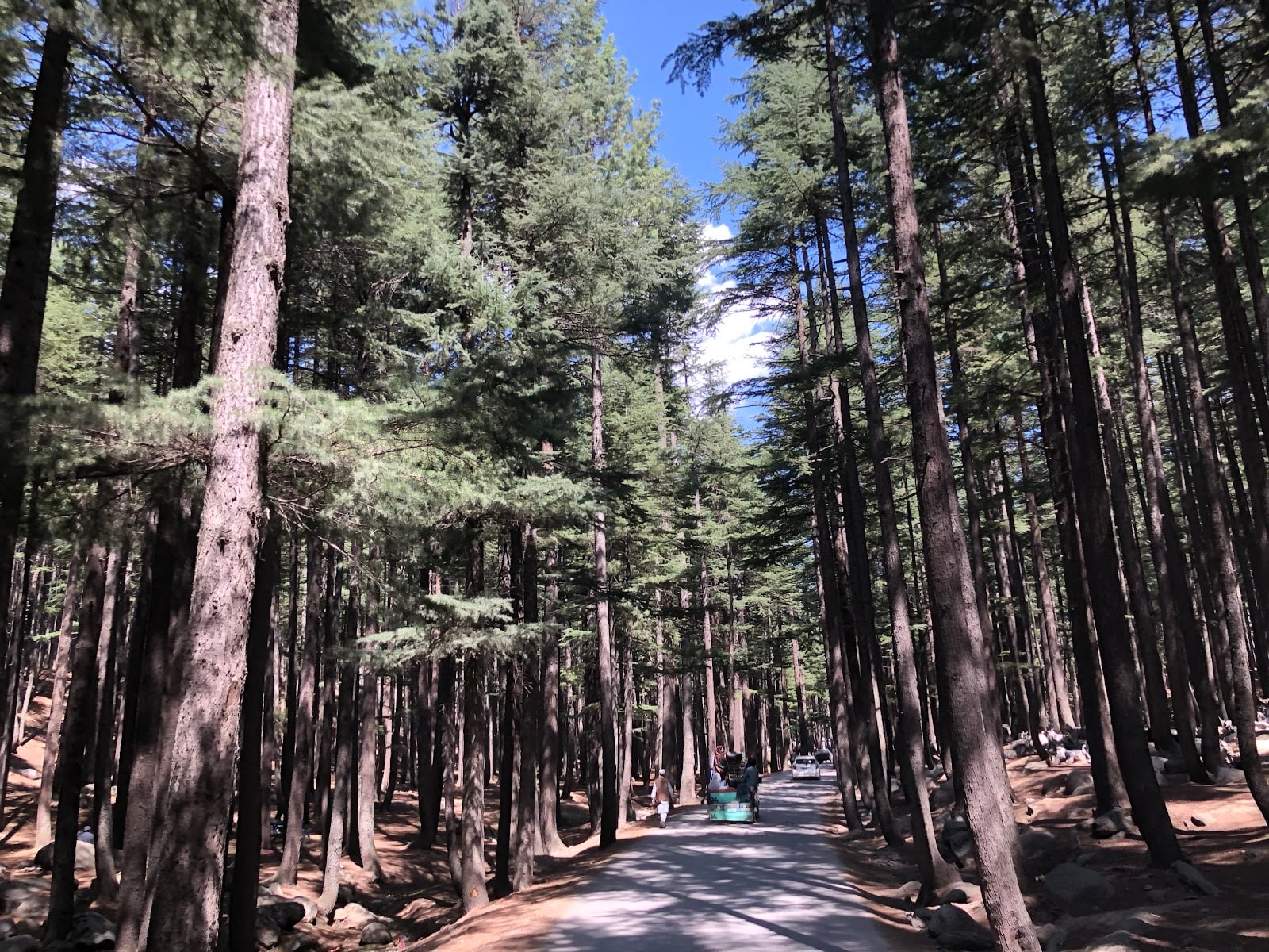 Kalam Forest Plain