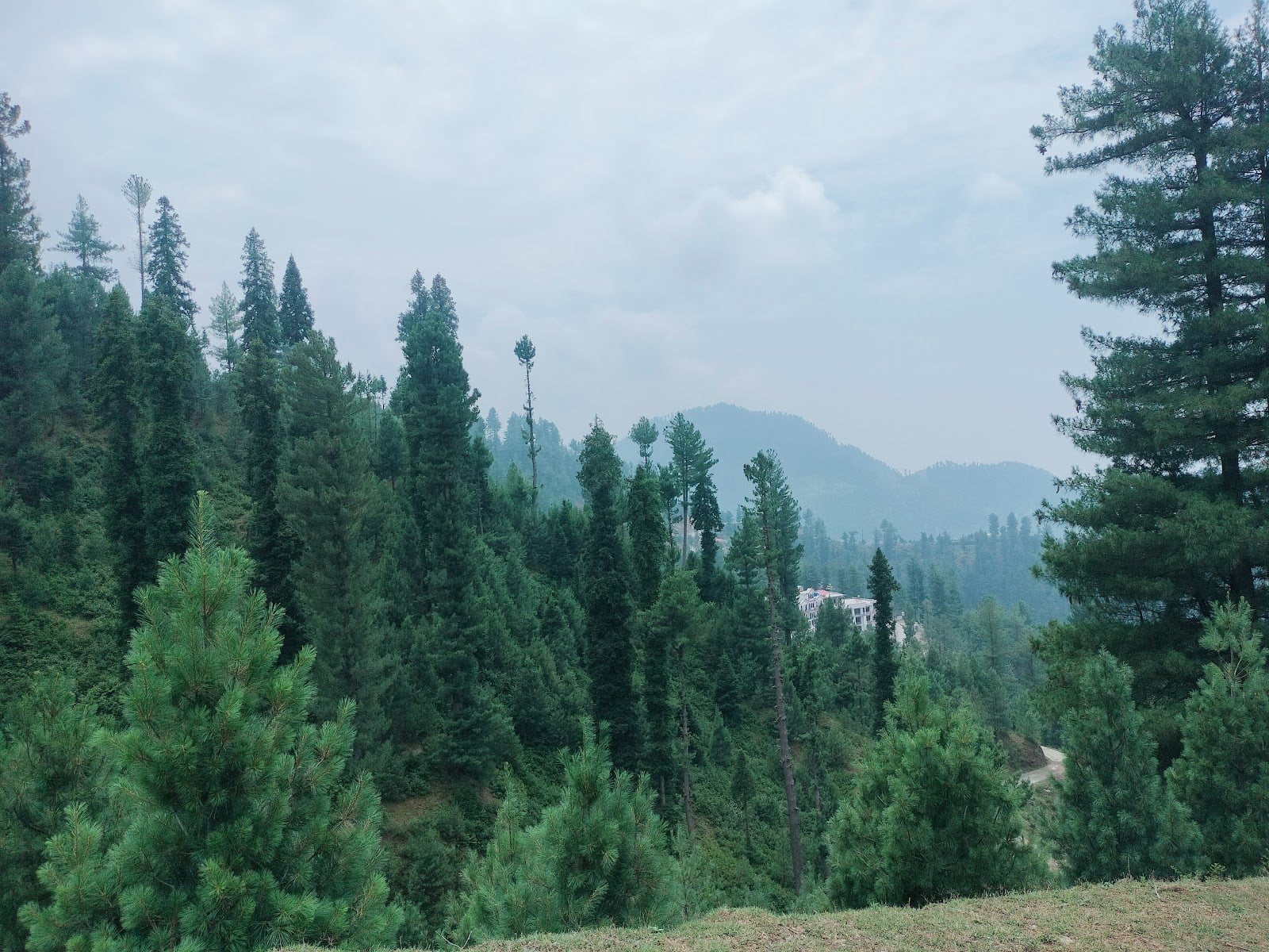 Malam Jabba National Forest photo 2