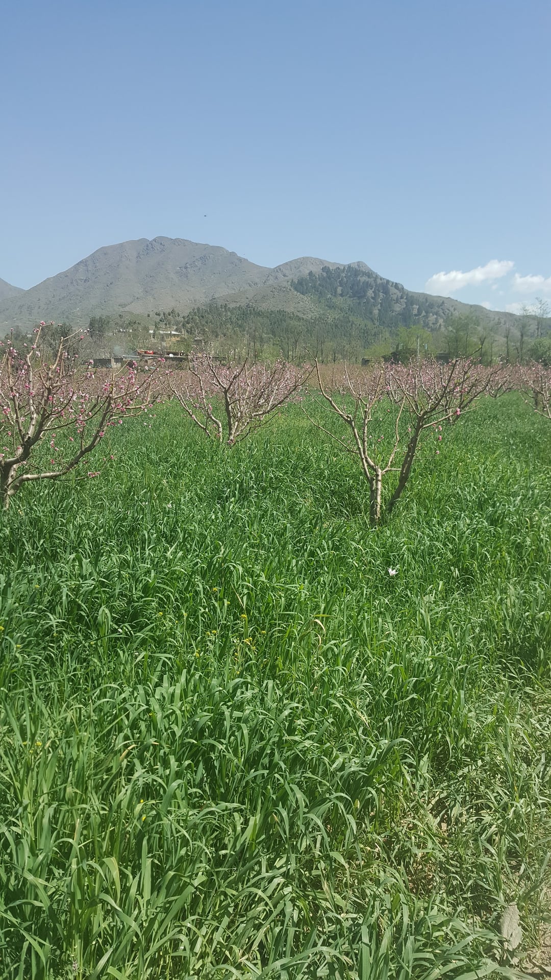سین پوڑہ پلےگراونڈ photo 5