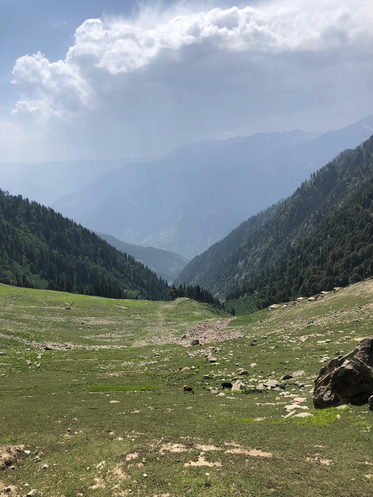 Desan Meadow