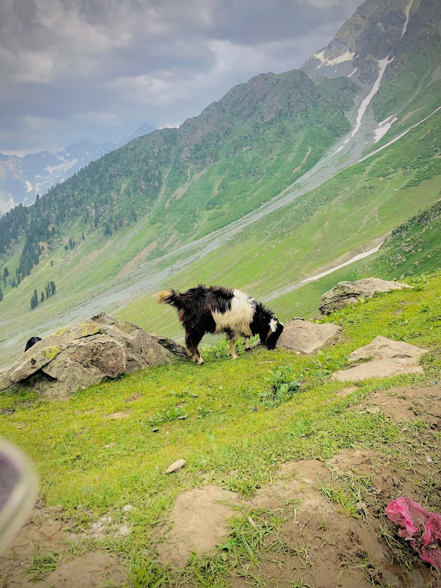 Desan Meadow photo 4