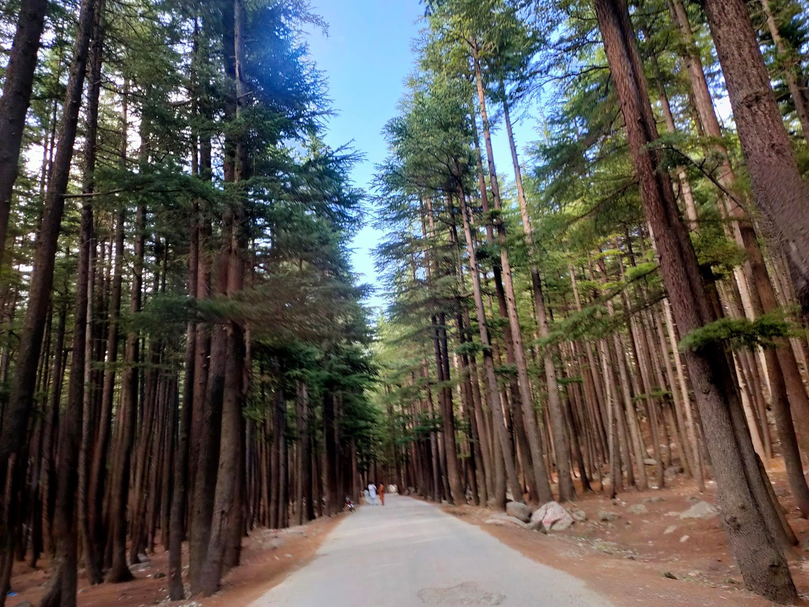 Ushu Forest