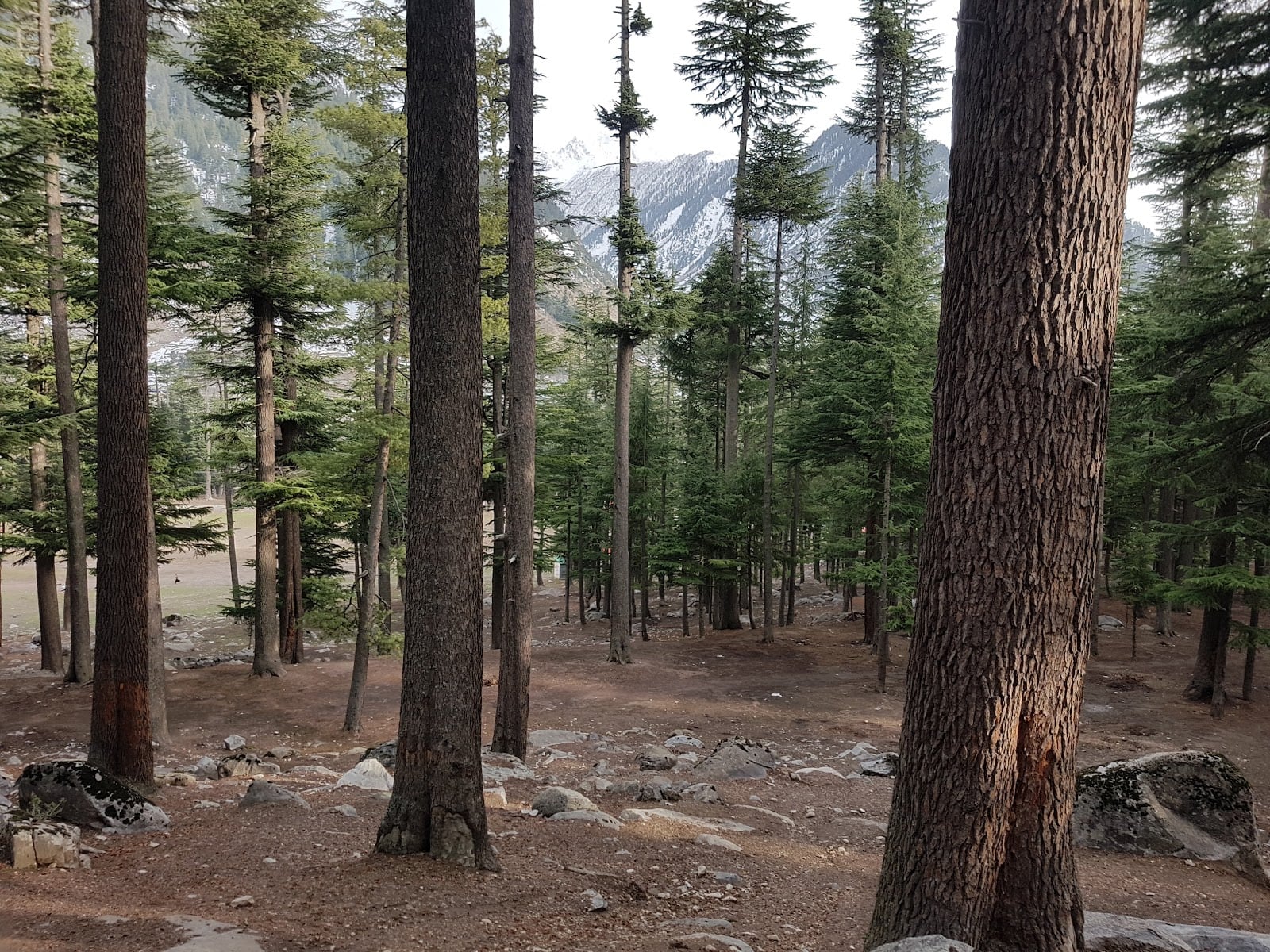 Usho Forest (Plain Forest) photo 2