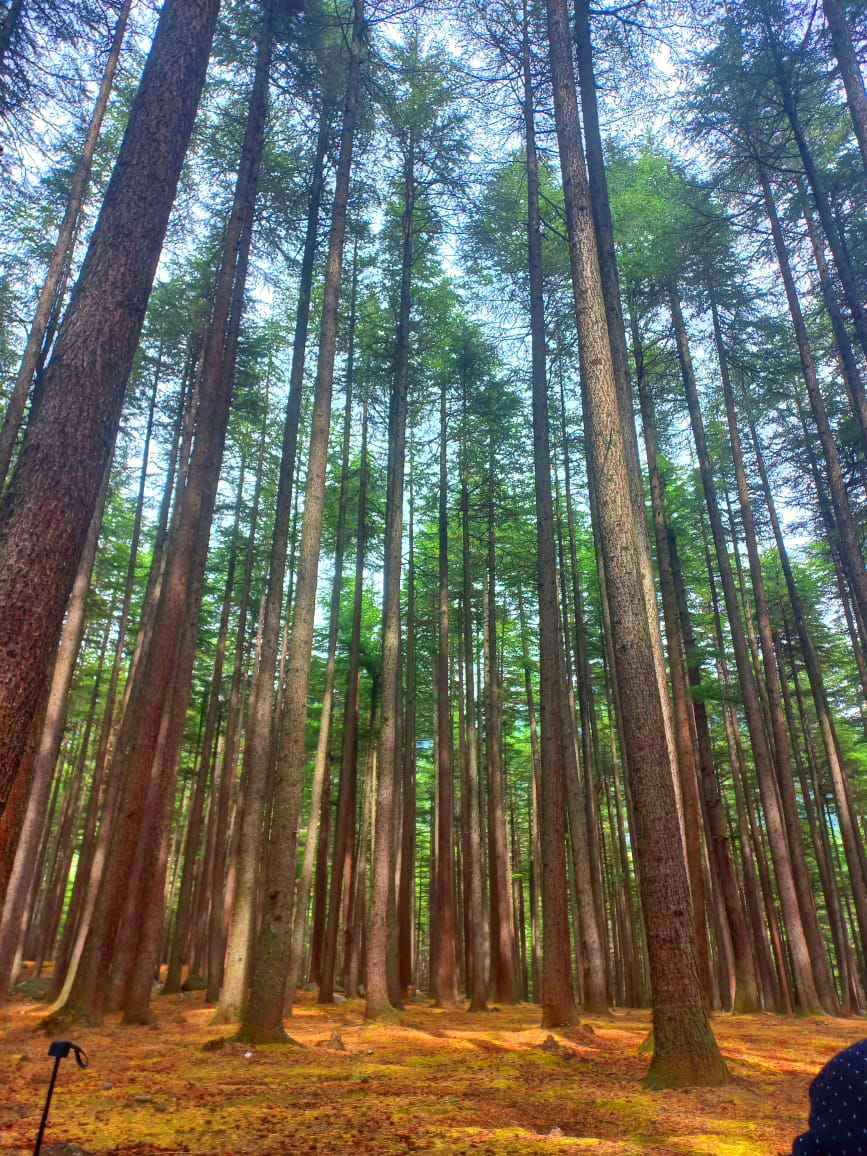 Ushu Forest photo 2